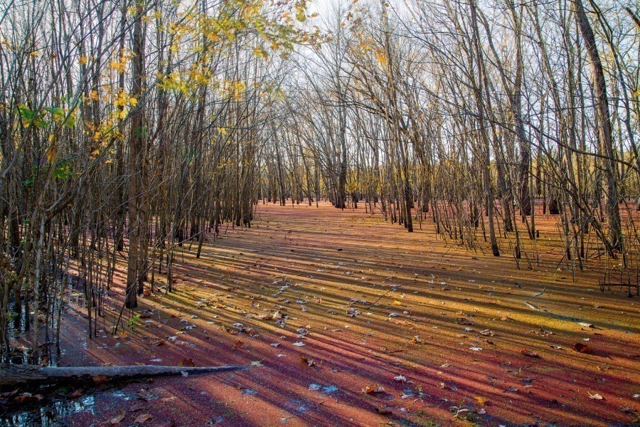 Swamp covered in fall-colored algae and leaf litter.