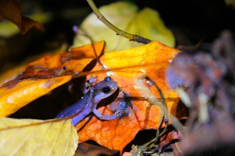 Northern gray-cheeked salamander in a pile of fall leaves. Photo by Lauren Lyon. 