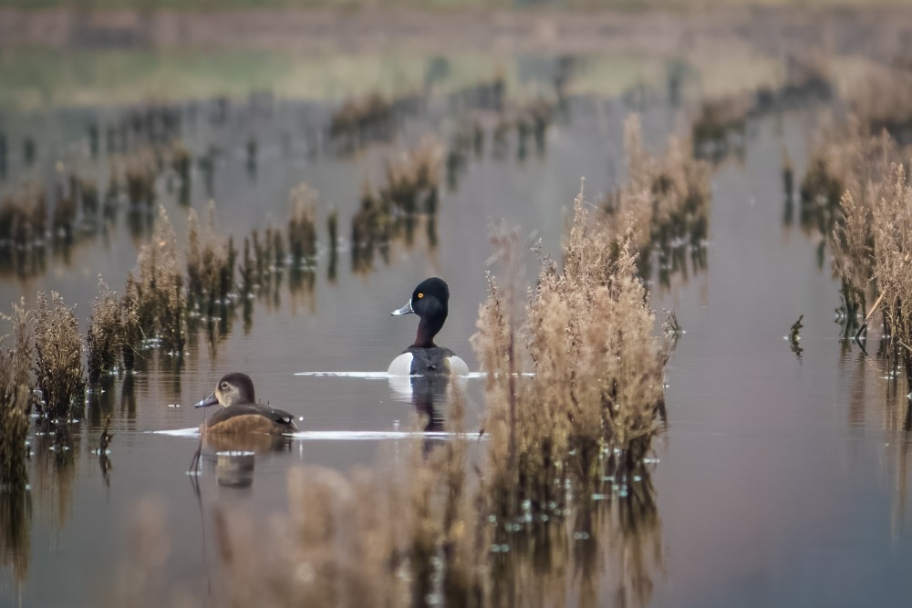 Male and female pair of ring-necked ducks on the water. Photo by Matt Carey.