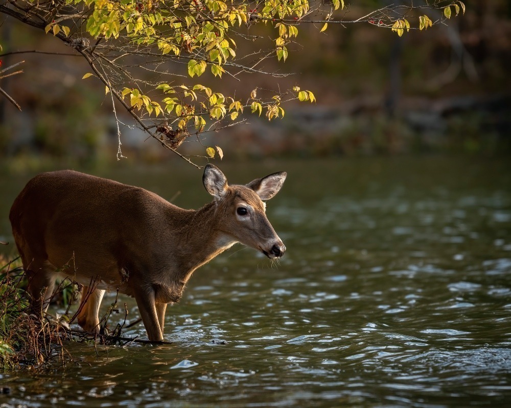 Doe wading into the water. Photo by Scott Russom. 