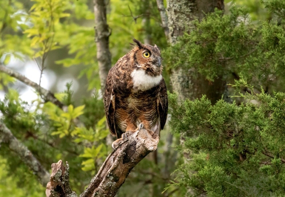 Great horned owl standing on the edge of a tree limb. Photo by Stacey Reid. 