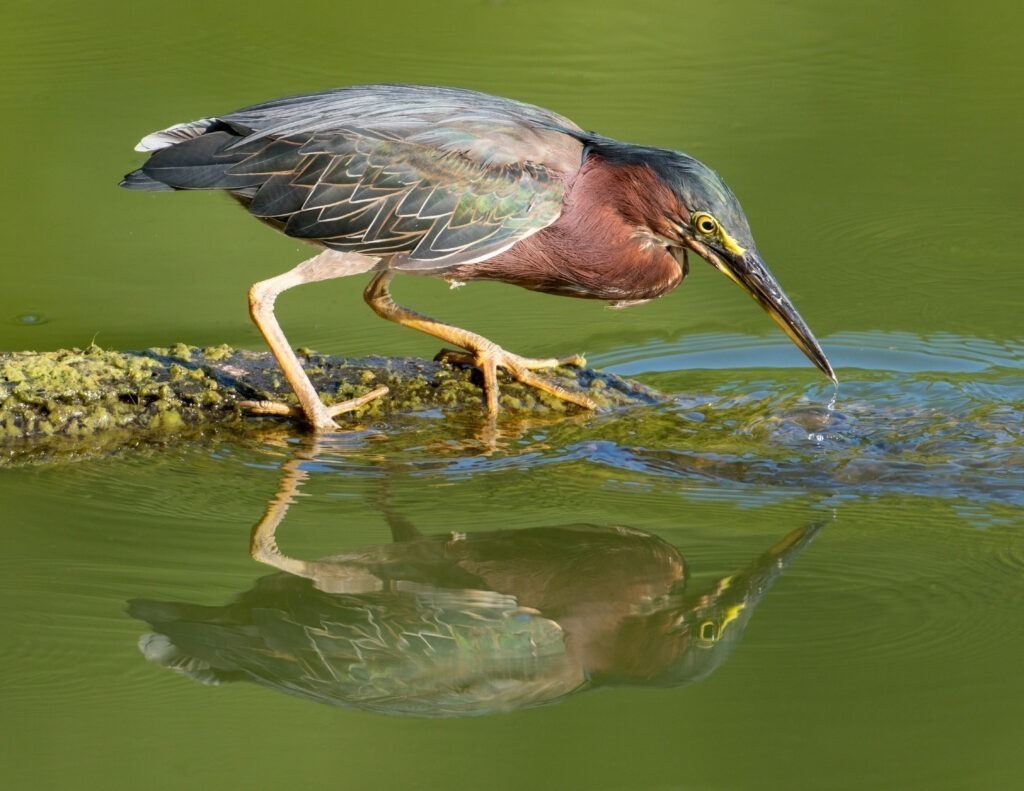 One of the many birds at Radnor Lake State Park.