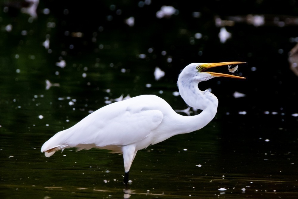Great egret catching a fish. Photo by Timothy Loyd. 