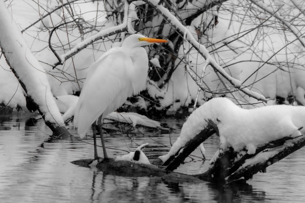 Black and white photo of a great egret standing among snow-covered branches in a creek. Photo by Timothy Loyd.