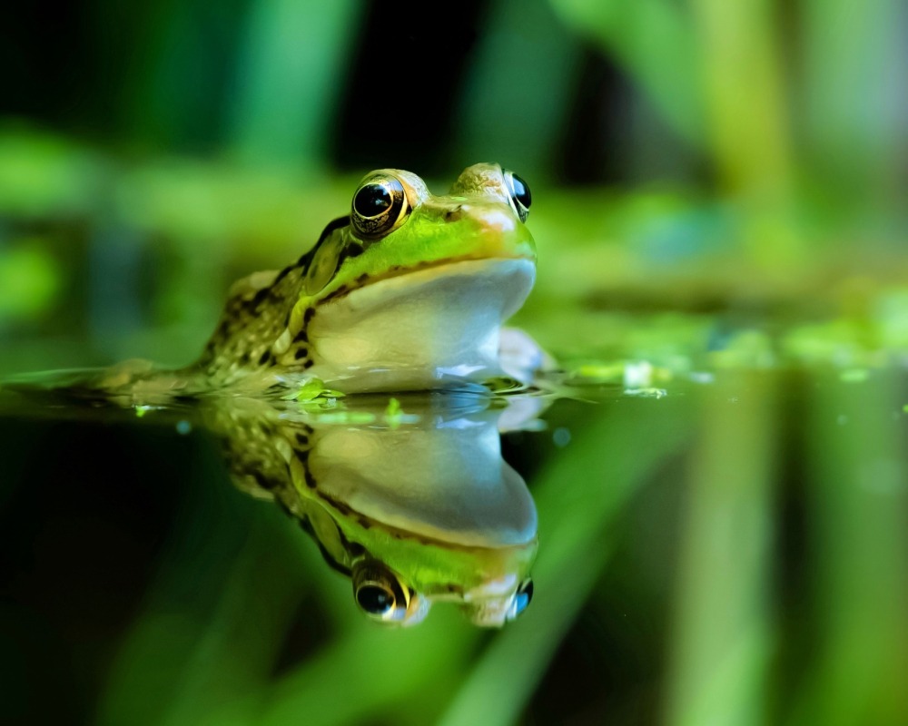Green frog and its reflection on the water. Photo by Toby Cantrell.
