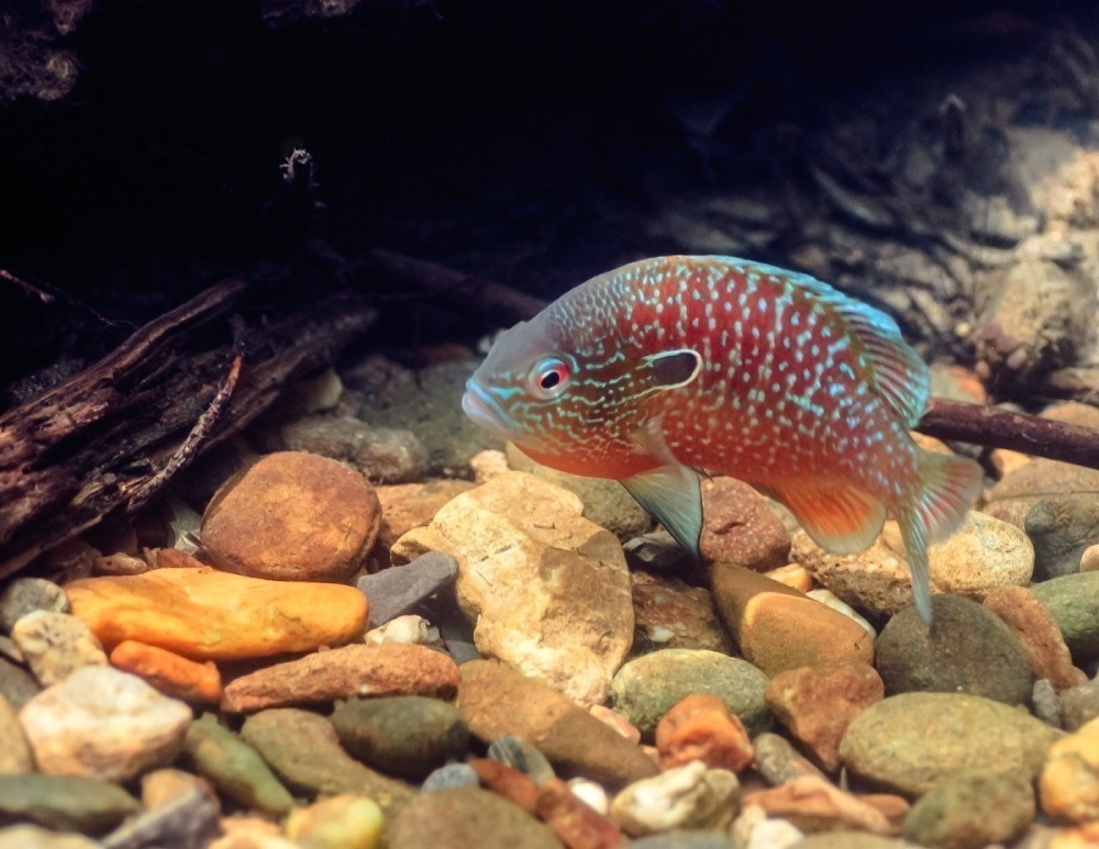 Longear sunfish swimming along the stream bottom. Photo by Bryce Gibson. 