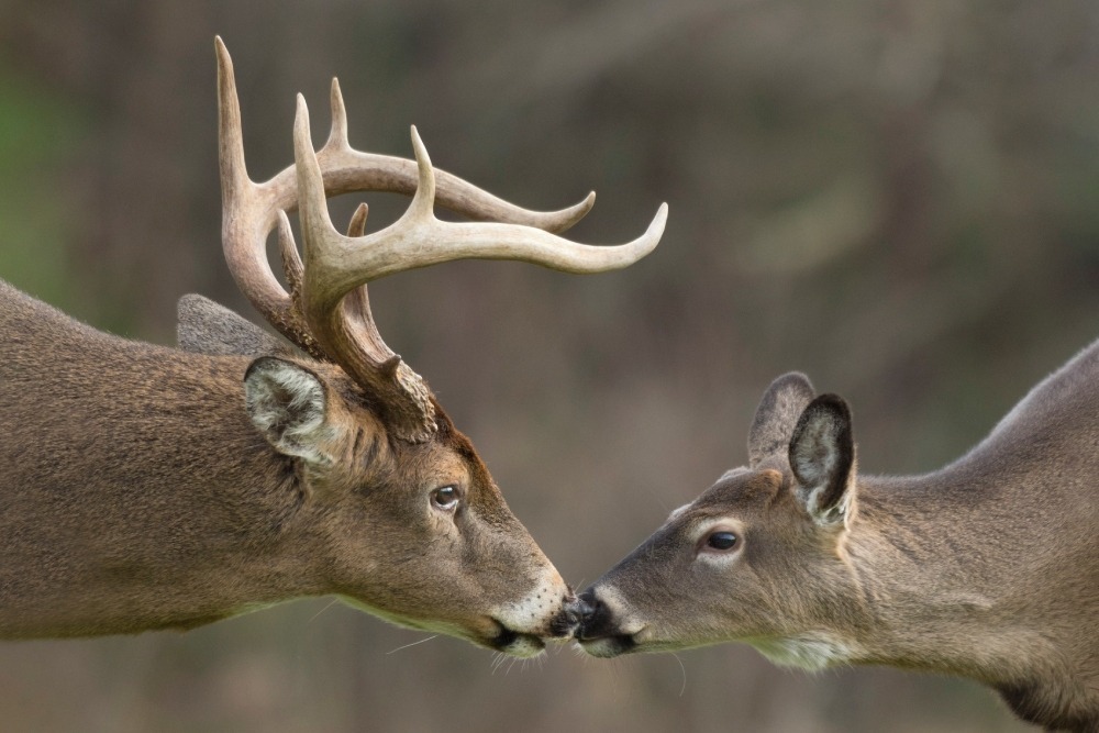 Buck and doe touching noses. Photo by Denise Hilley. 