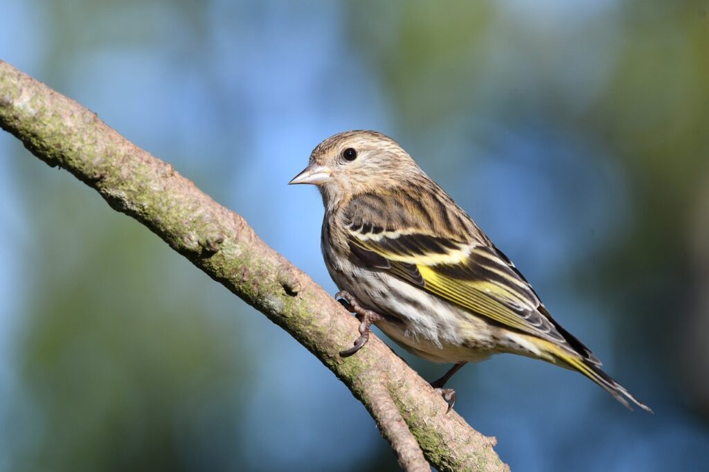 Pine siskin (Pinus spinus) on a branch. 