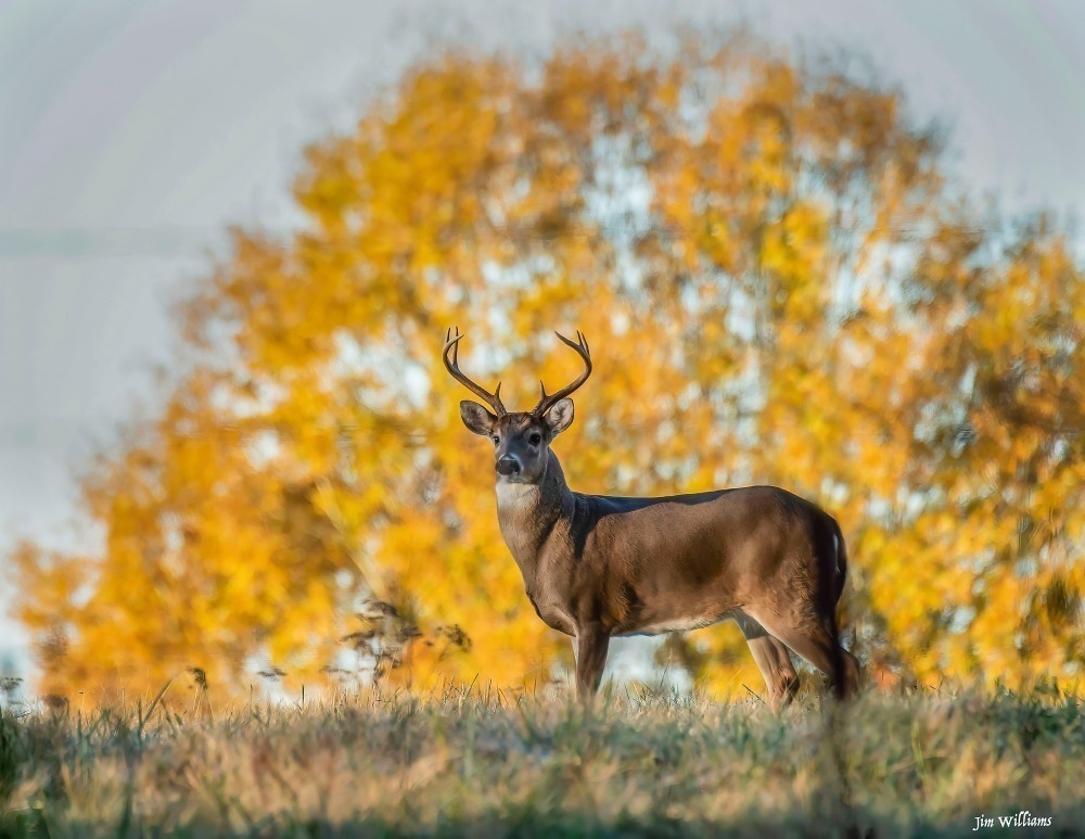 A buck standing at the top of a hill, with the orange leaves of a large tree behind it.