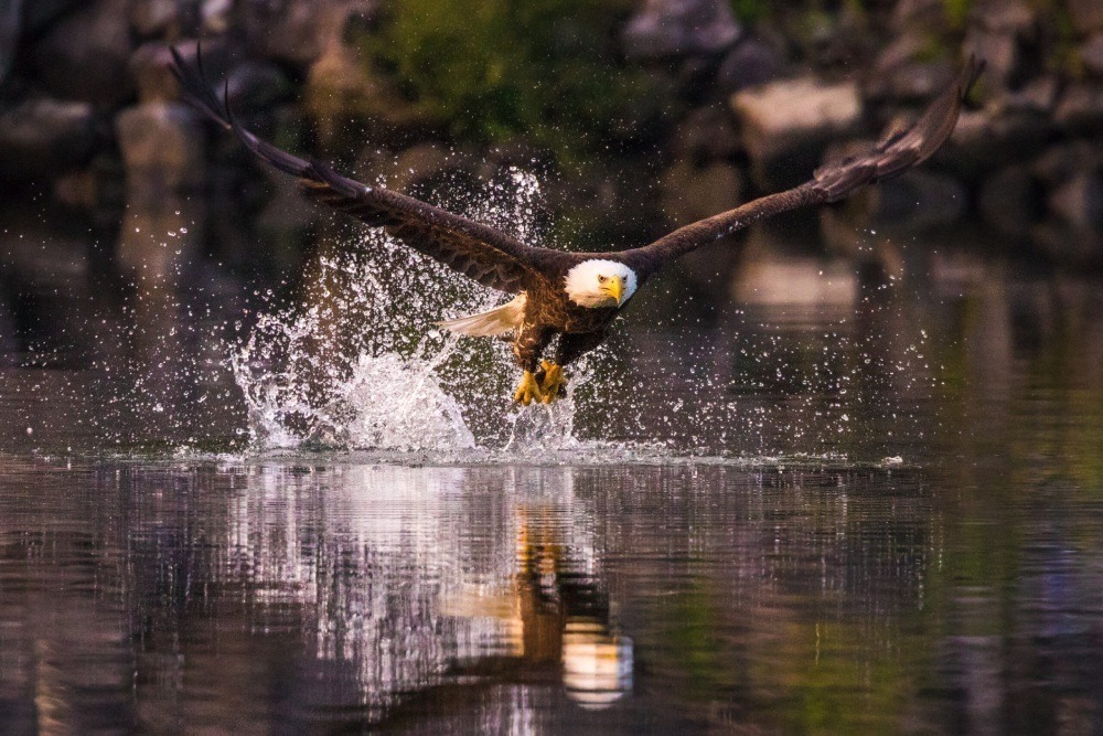 Bald eagle splashing water up from a lake after catching a fish. Photo by Kalley Cook. 