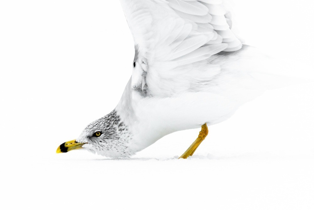 Ring-billed gull ready to take off in flight from a snow-covered frozen lake. Photo by Timothy Loyd. 