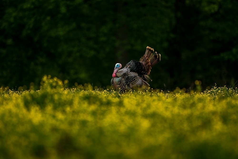 Male turkey walking through a blooming field of native grasses. Photo by Frank Snyder.