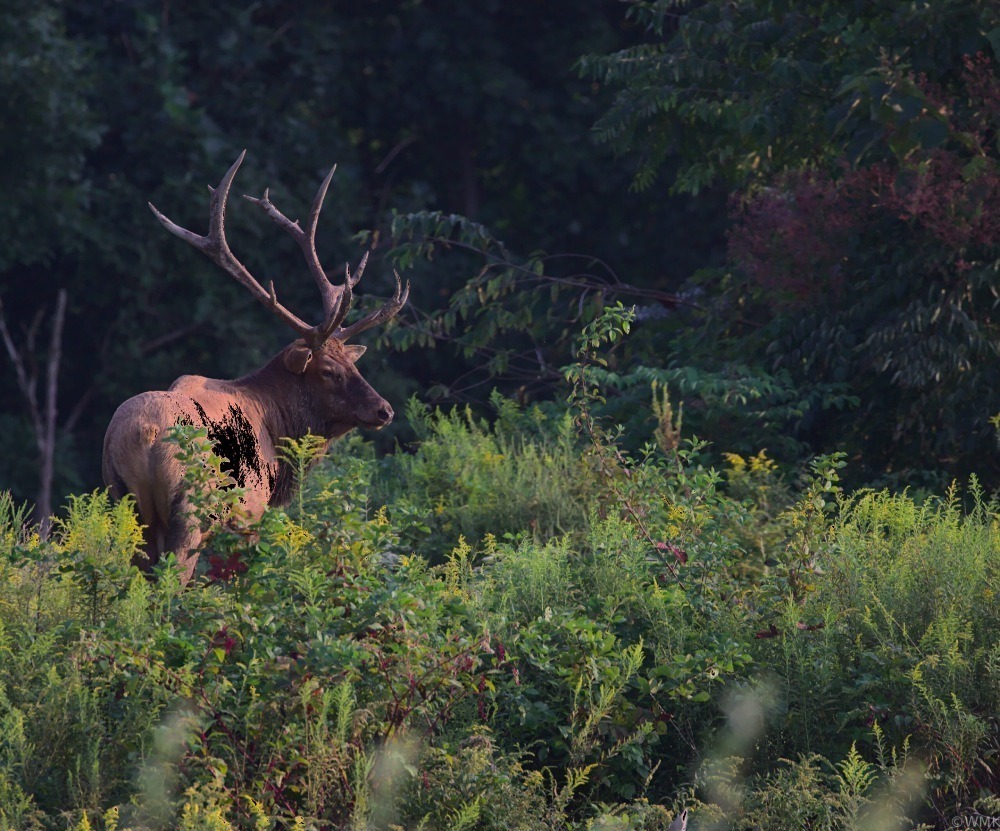 Bull elk standing in tall grasses next to the tree line. Photo by Whitney Kistler.