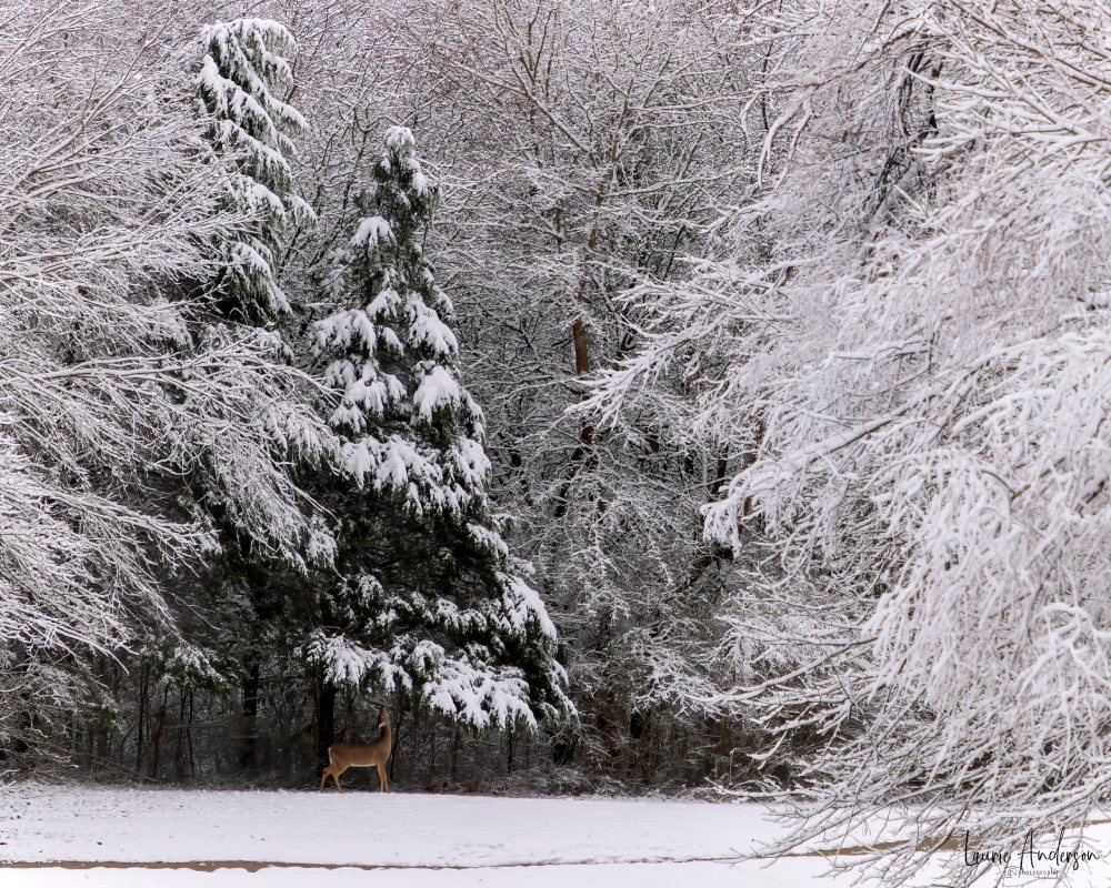White-tailed deer under a snow-covered evergreen tree. Photo by Laurie Anderson.