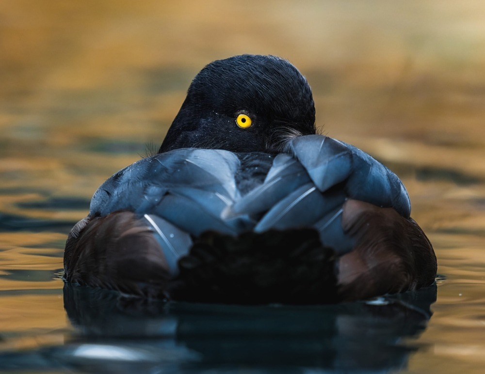 Ring-necked duck looking backward, with only one bright yellow eye visible. Photo by Nik Lytle. 