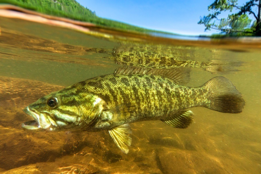 Smallmouth bass just under the water's surface. Photo by Michael Kaal.