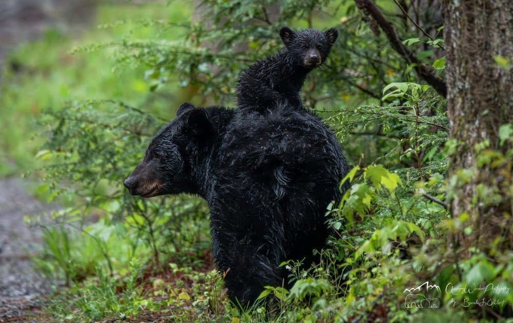 Black bear cub standing on its mother's back. Photo by Brenda Gilbert. 