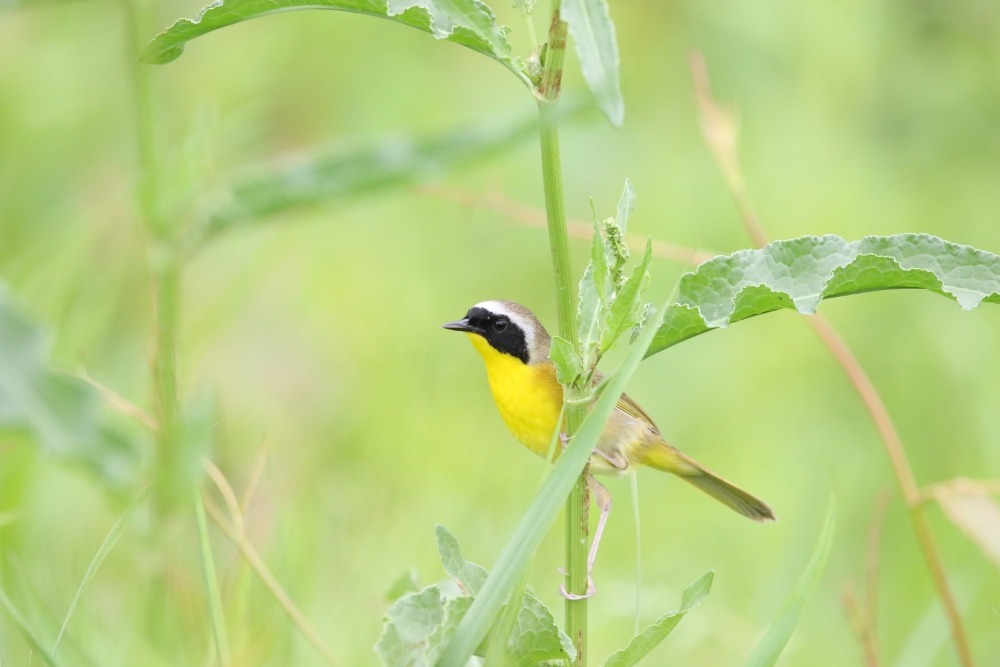 Male common yellowthroat perching on the stalk of a native plant. Photo by Wade Baker.