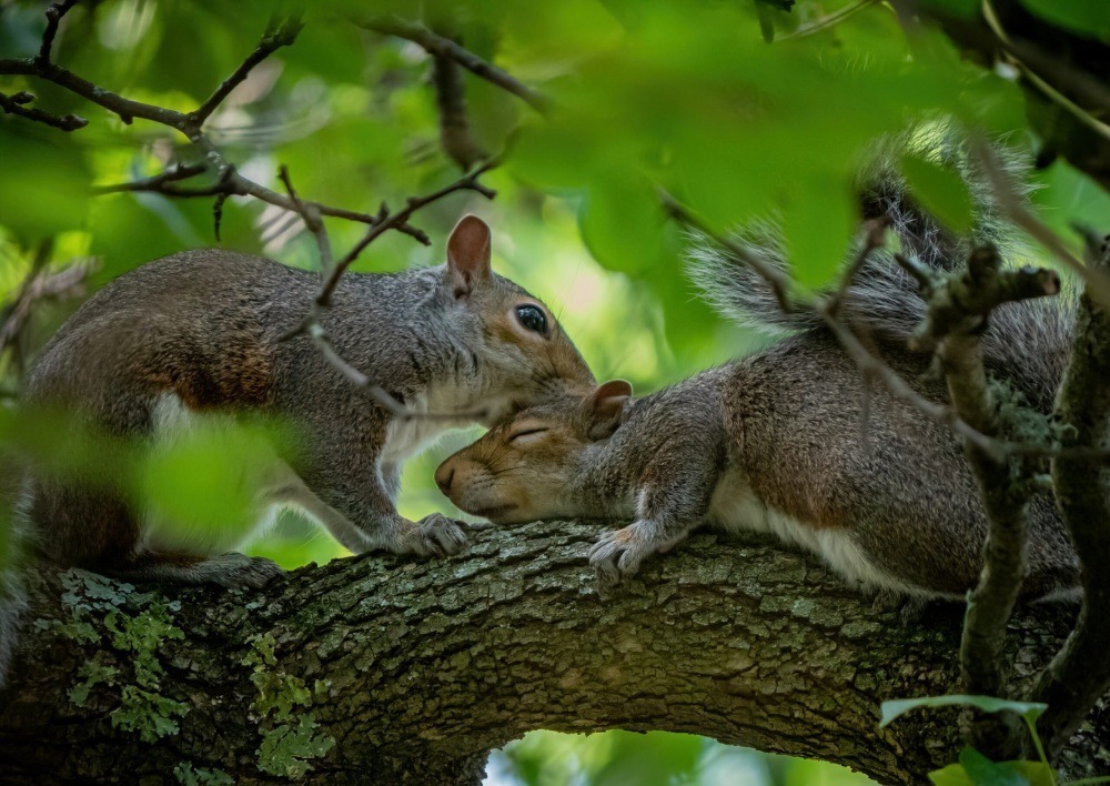 Two squirrels on a tree branch, one resting its head on top of the other's. Photo by Rachel Evans.