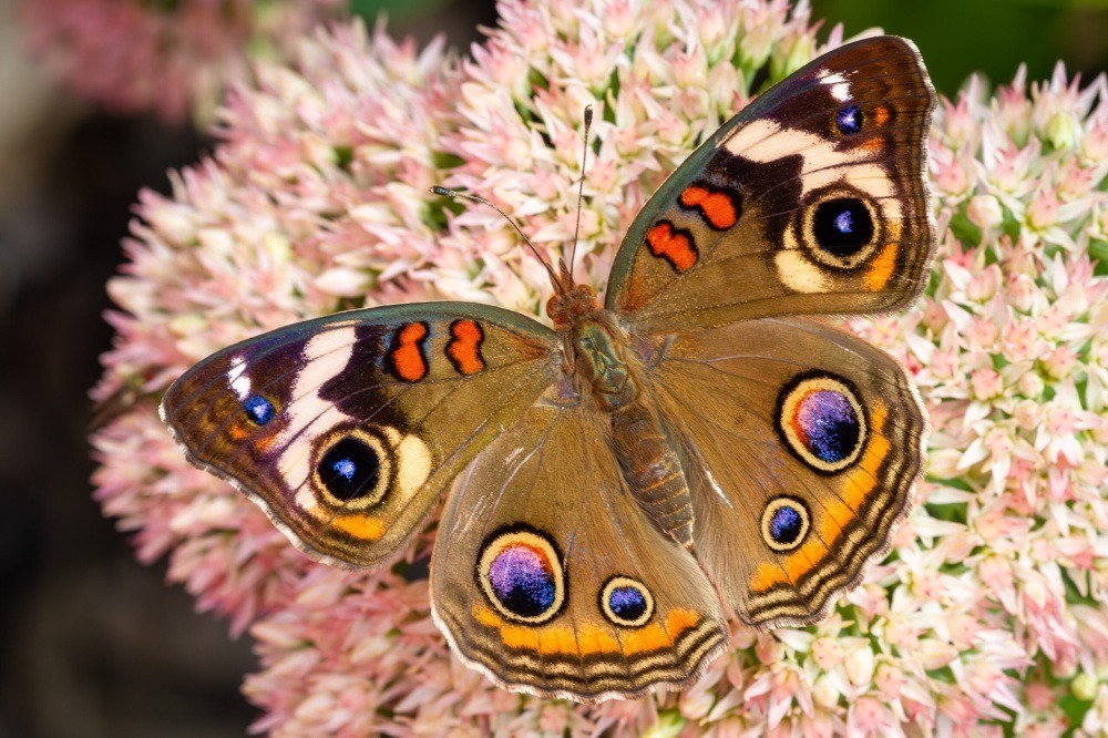 Common buckeye butterfly resting on a blooming sedum plant. Photo by Joshua Cotten 