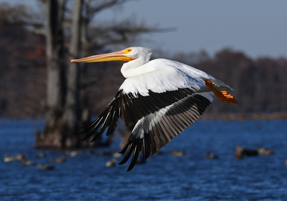 White pelican flying over a lake, with a duck blind and duck decoys in the background. Photo by Dr. David Sloas.  