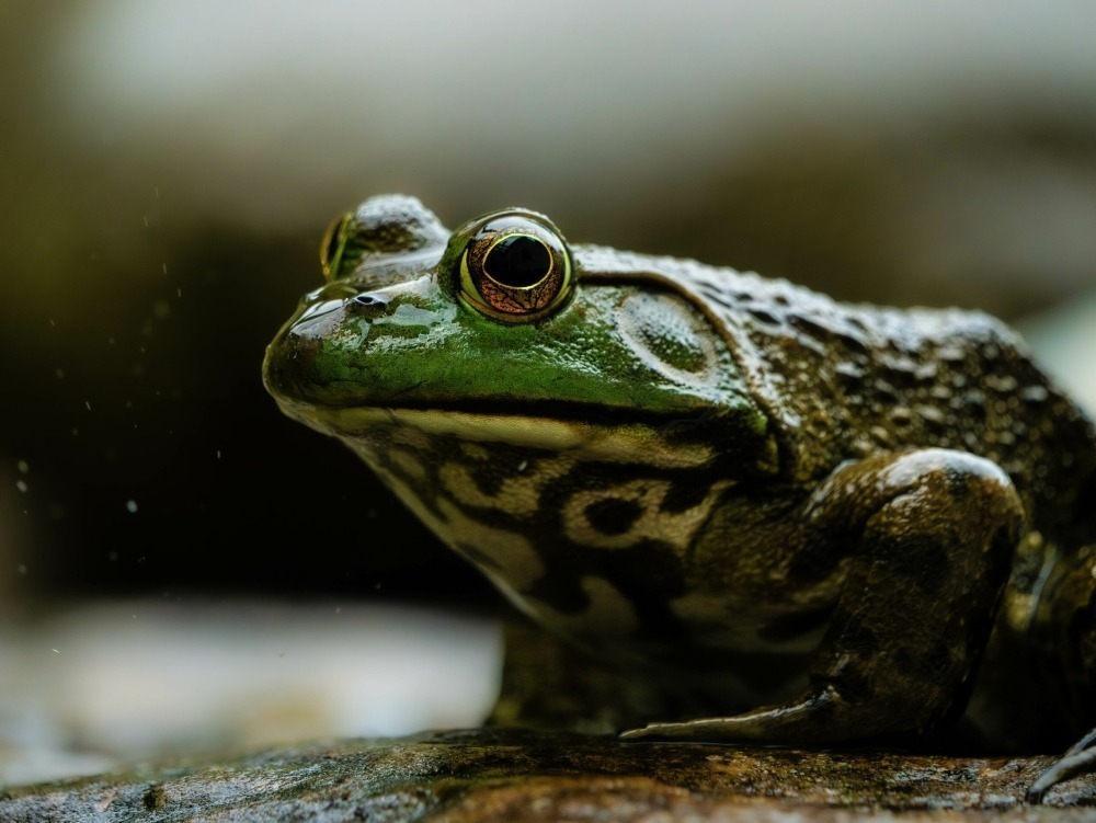 Close-up photo of an American bull frog. Photo by Matthew Smallwood. 