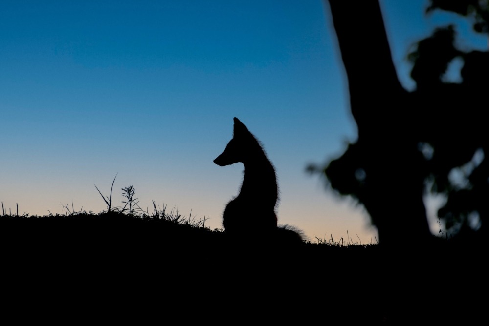 Silhouette of a fox at sunrise. Photo by Christopher Barger. 