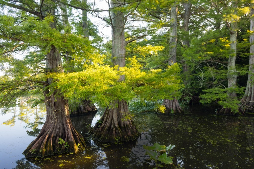 Types of Wetlands in Tennessee