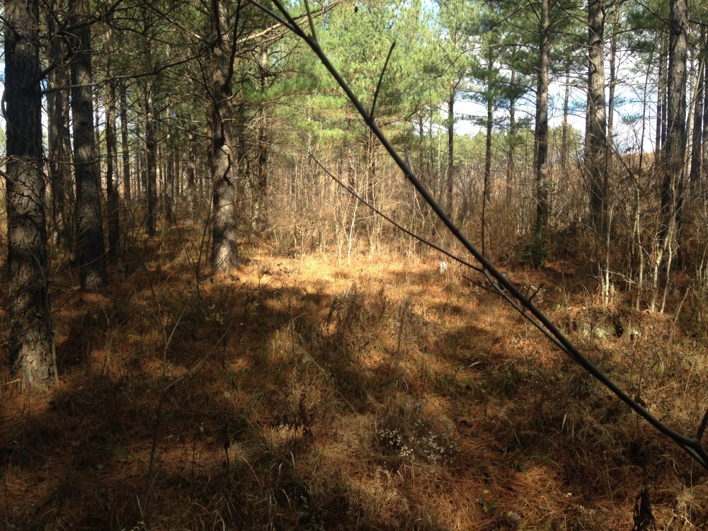 Site photo at Savage Gulf State Natural Area before restoration began. Nonnative pines grown close together, with not enough room or sunlight to allow for understory plant growth. 