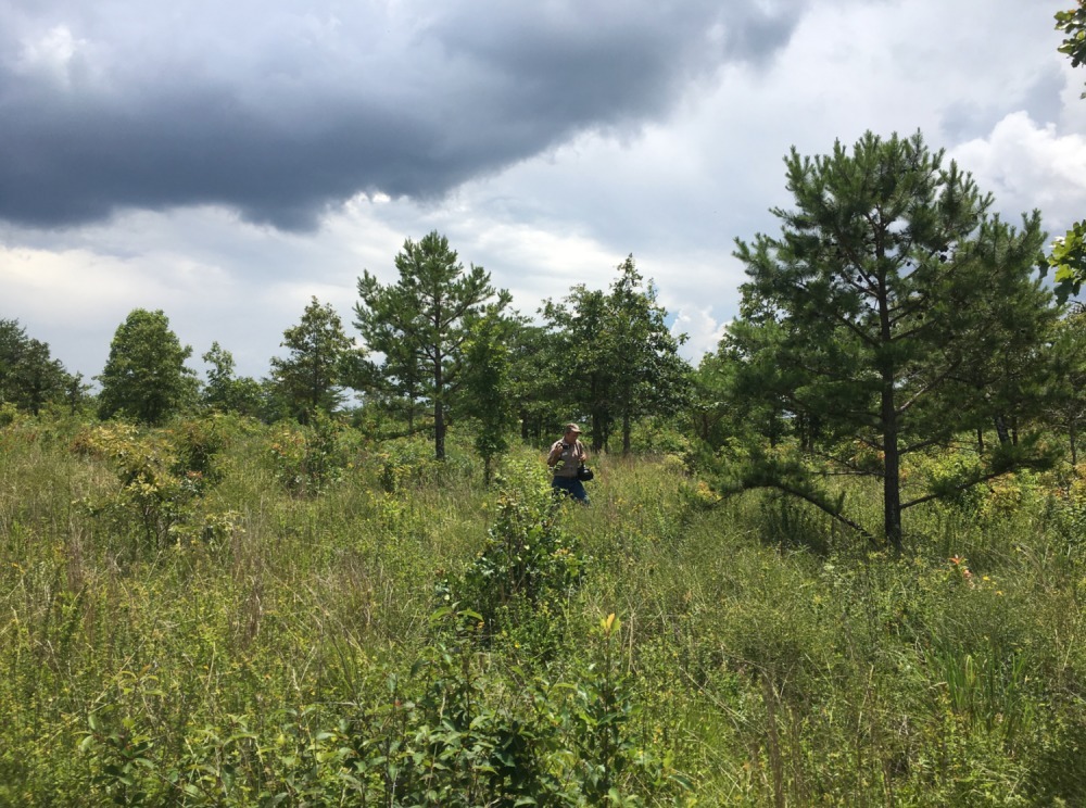 Maturing pine-oak savanna on the Cumberland Plateau