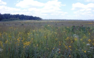 Types of Grasslands in Tennessee