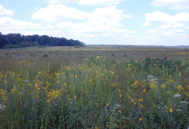 Types of Grasslands in Tennessee