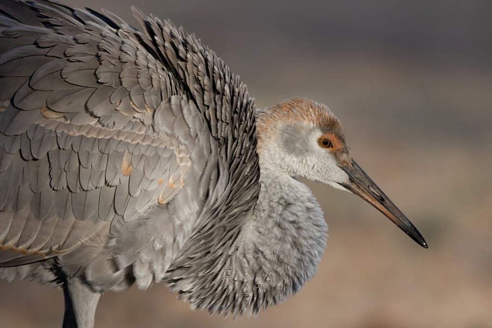 "Juvenile Sandhill Crane" by Donna Bourdon, 2025 monthly feature winner