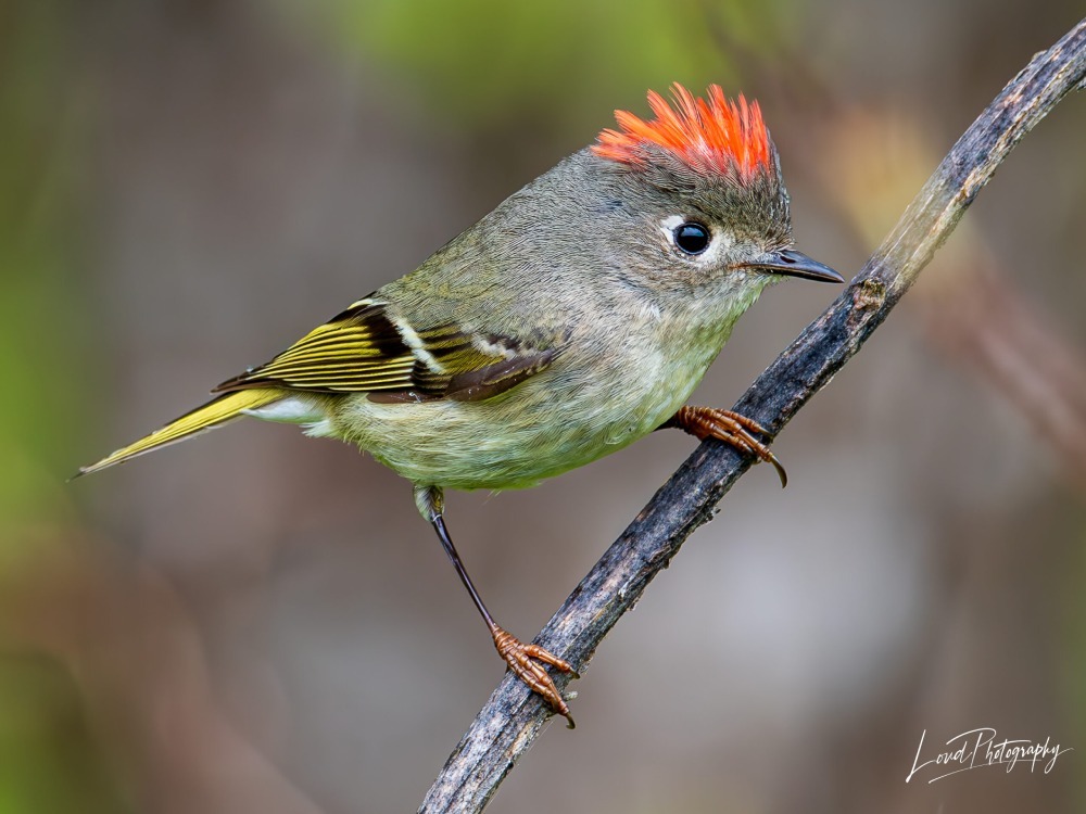 "Ruby-crowned Kinglet" by Douglas Loud, 2025 monthly feature winner