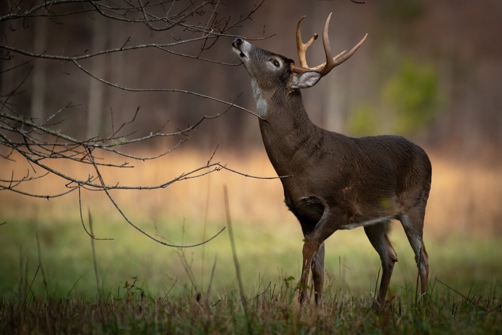 "The Buck Stops Here" by James Enos, 2025 monthly feature winner