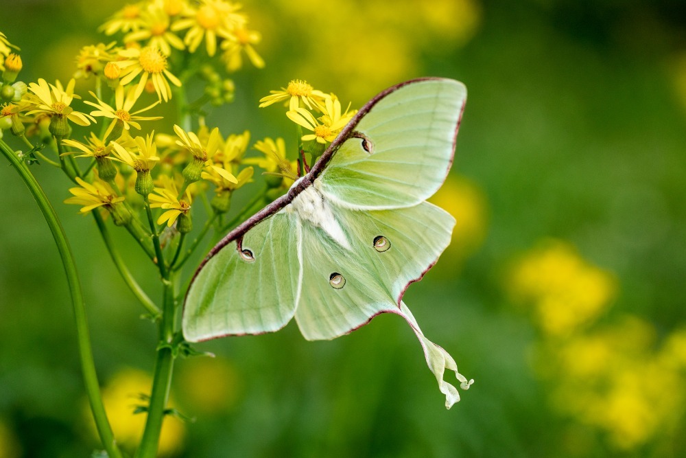 "Luna Moth in Daylight" by Jessica McDearman, 2025 monthly feature winner