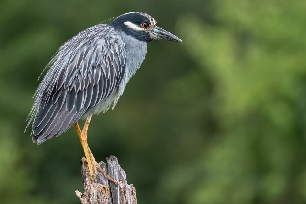 "Yellow-crowned Night Heron" by John Ray, 2025 monthly feature winner