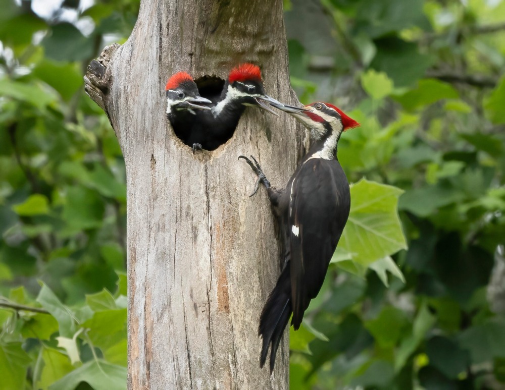 "Pleasant Moment" by Terry Weaver, 2025 People's Choice winner