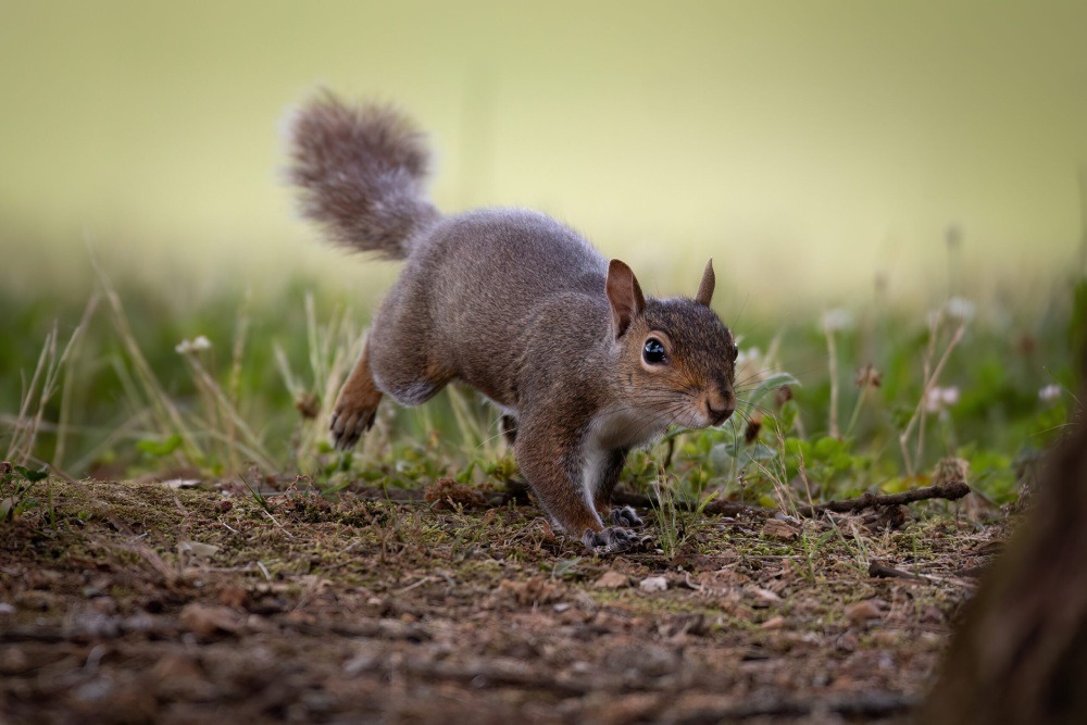 "Curious Squirrel" by Tim McLeod, 2025 monthly feature winner