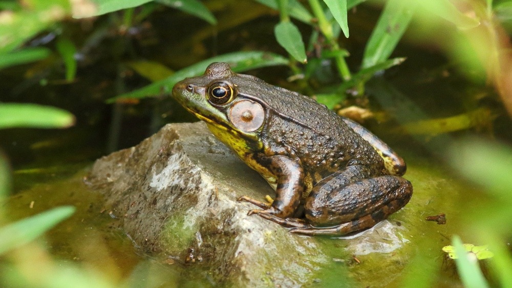 Closeup of a green frog on a rock.