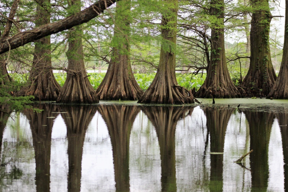 Cypress trees on the edge of a flooded wetland habitat.