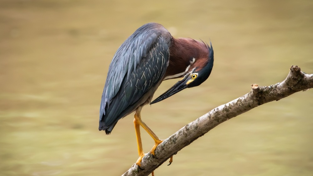 Green heron perched on a branch.