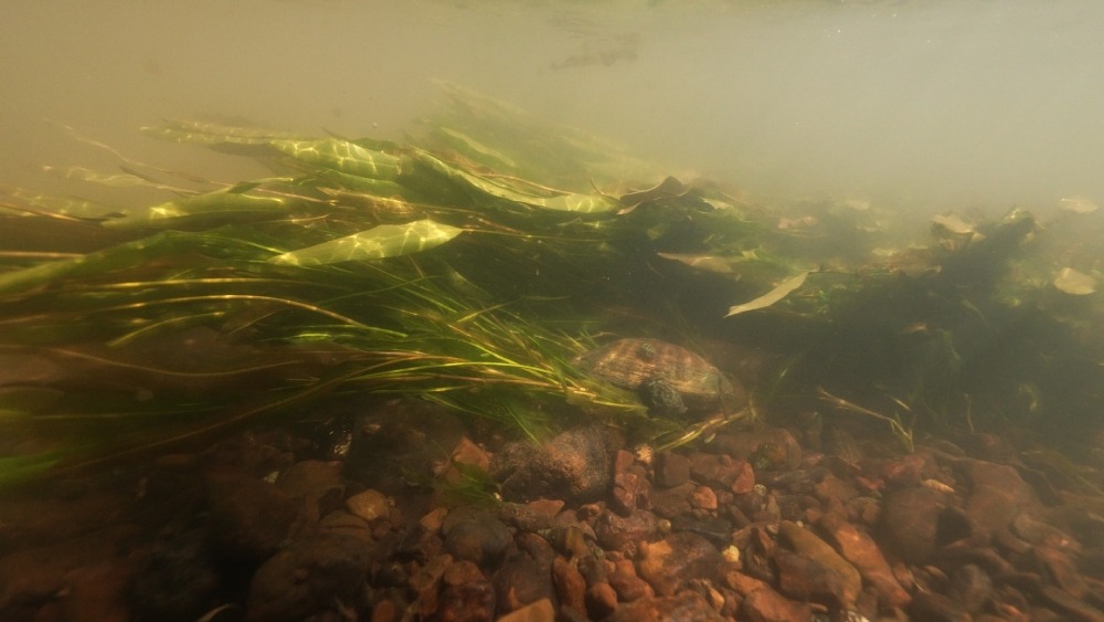 Mussel underwater in the Duck River