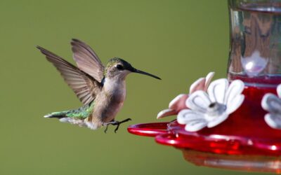 Hummingbird Feeding 101