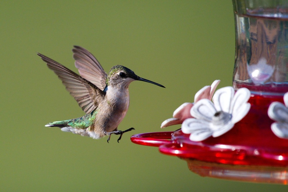 Ruby-throated hummingbird approaching a hummingbird feeder with a red base and white, flower-shaped bee guards.