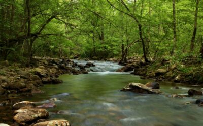 How Stream Restoration Helps Tennessee’s Watersheds