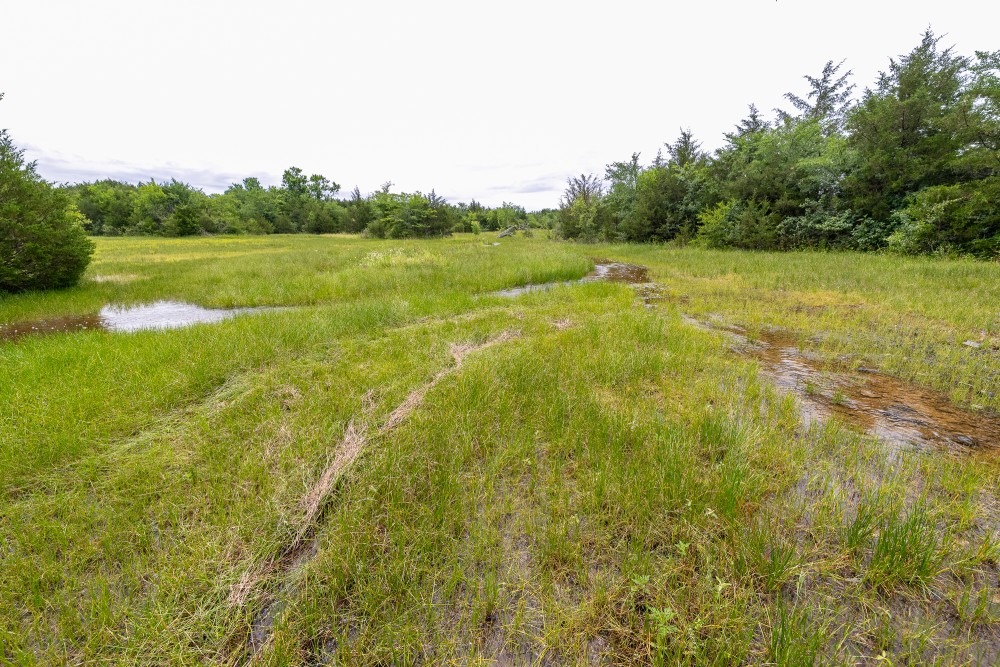 Conserving Tennessee’s Rare Wetland