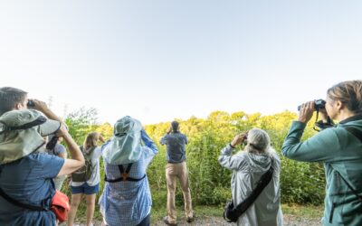 Fall Bird Migration in Nashville