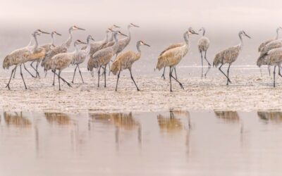 2026 Calendar Photo Contest Winners